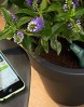 Parrot-Flower-Power-Sensor-de-plantas-para-mvil-Bluetooth-verde-0-10