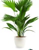 Parrot-Flower-Power-Sensor-de-plantas-para-mvil-Bluetooth-verde-0-14