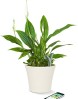 Parrot-Flower-Power-Sensor-de-plantas-para-mvil-Bluetooth-verde-0-15