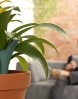 Parrot-Flower-Power-Sensor-de-plantas-para-mvil-Bluetooth-verde-0-9